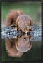 Eekhoorn, Red Squirrel, Sciurus vulgaris Location: Hof van Twente, the Netherlands eekhoorn MG 0346 kopie